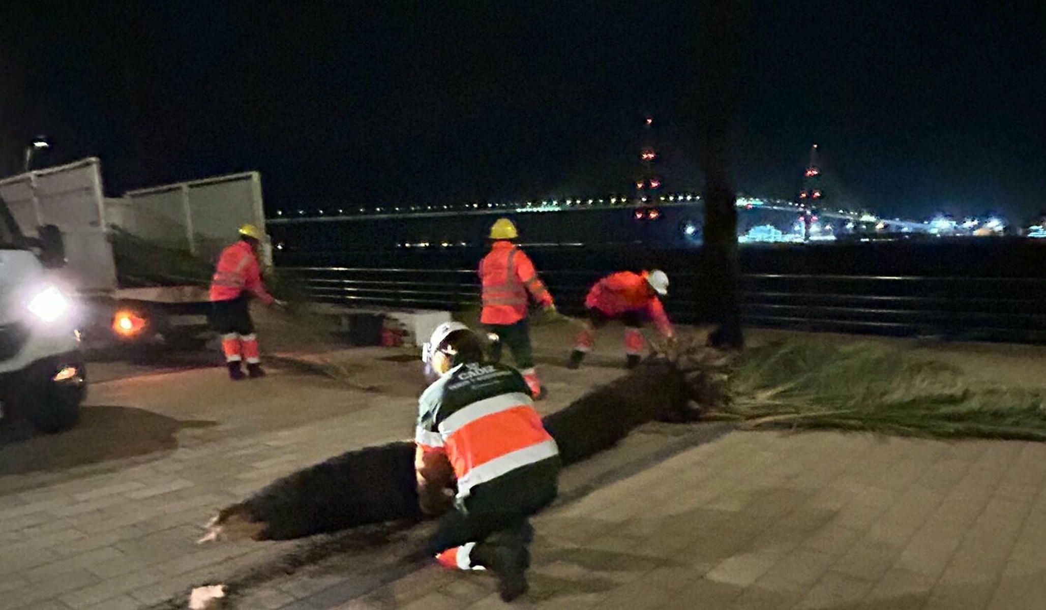 Operarios trabajando en la retirada de parte del arbolado caído en Cádiz capital