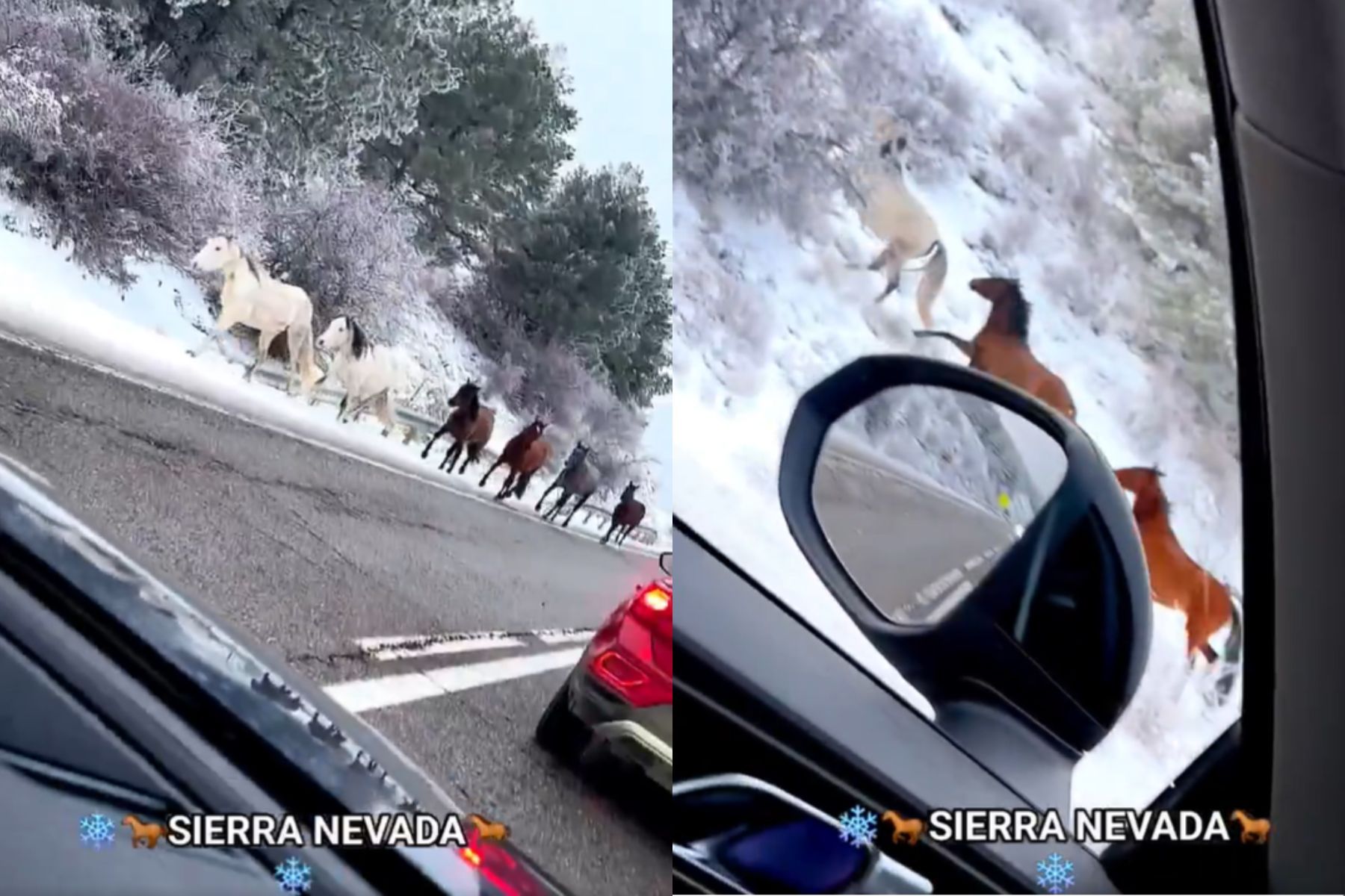Caballos salvajes trotando por Sierra Nevada bajo la nieve