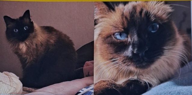 La gata Mía, desaparecida en Guadalcacín.