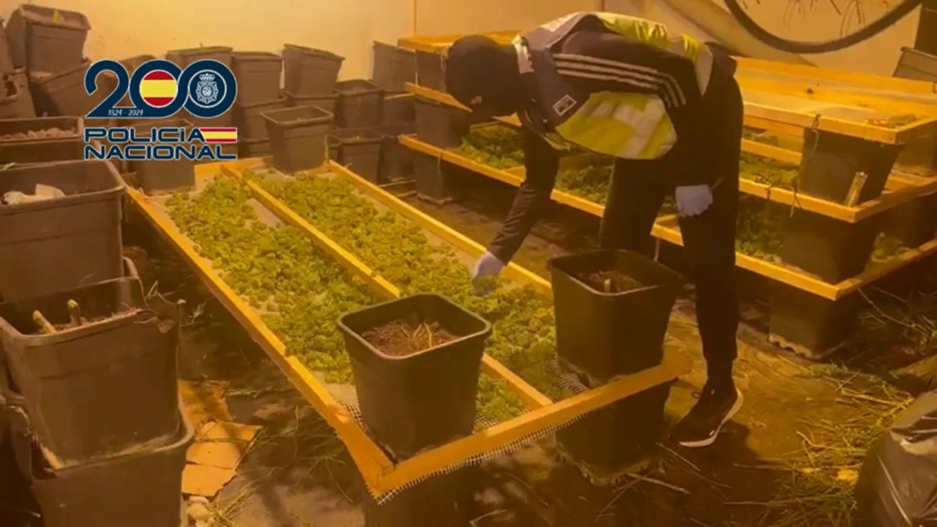 Nave industrial de marihuana en Jerez.