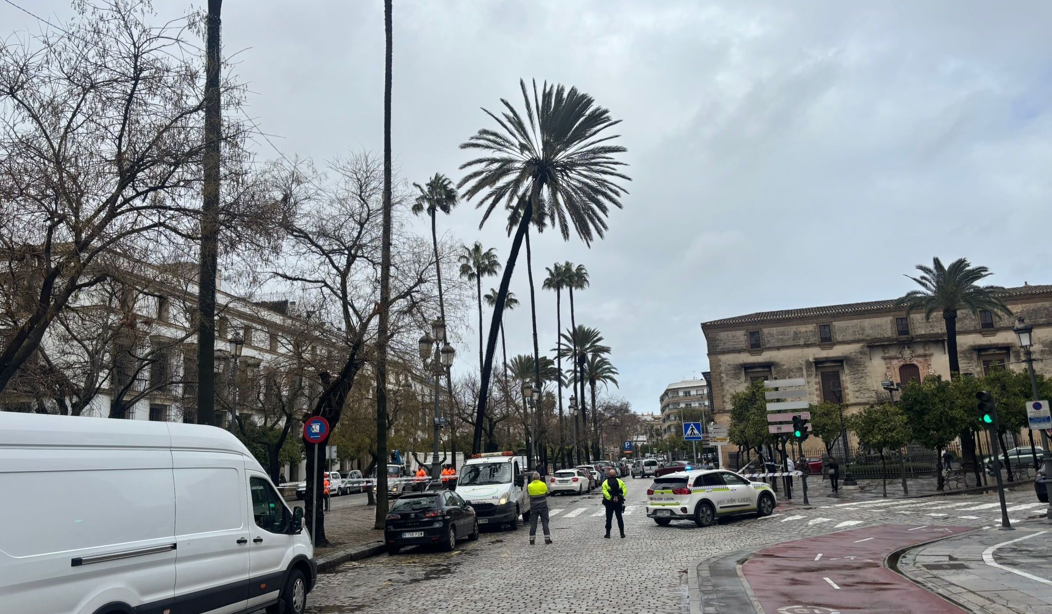 Una palmera, a punto de caer en el centro de Jerez. Una palmera, a punto de caer en el centro de Jerez.