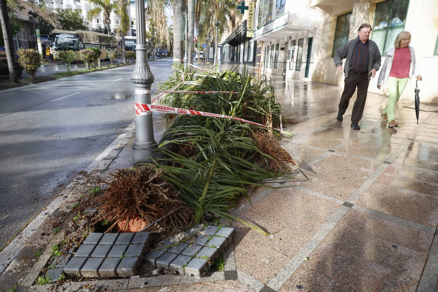 La palmera que ha caído matando a una mujer en Torremolinos.