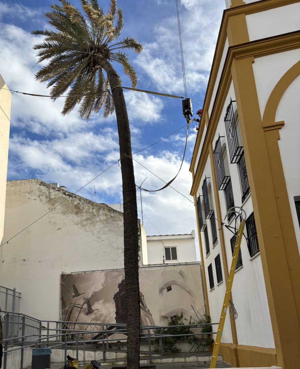 Un palaciego pasaba esta tarde delante de la zona precintada, ya con la palmera estabilizada por los bomberos. Un palaciego pasaba esta tarde delante de la zona precintada, ya con la palmera estabilizada por los bomberos.