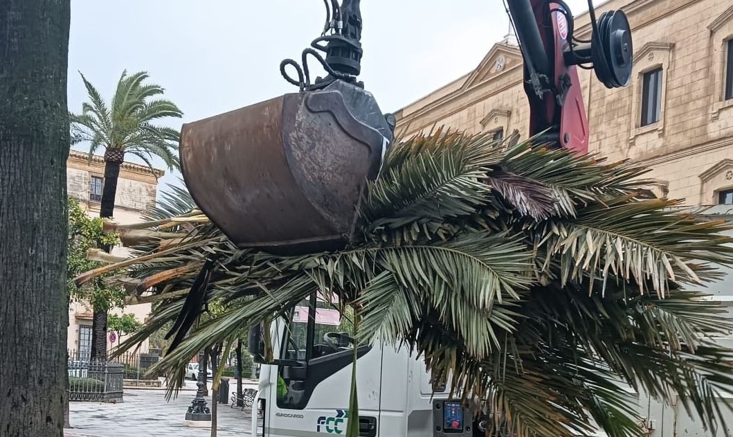 Retirada de una palmera rota en Alameda Cristina en Jerez.