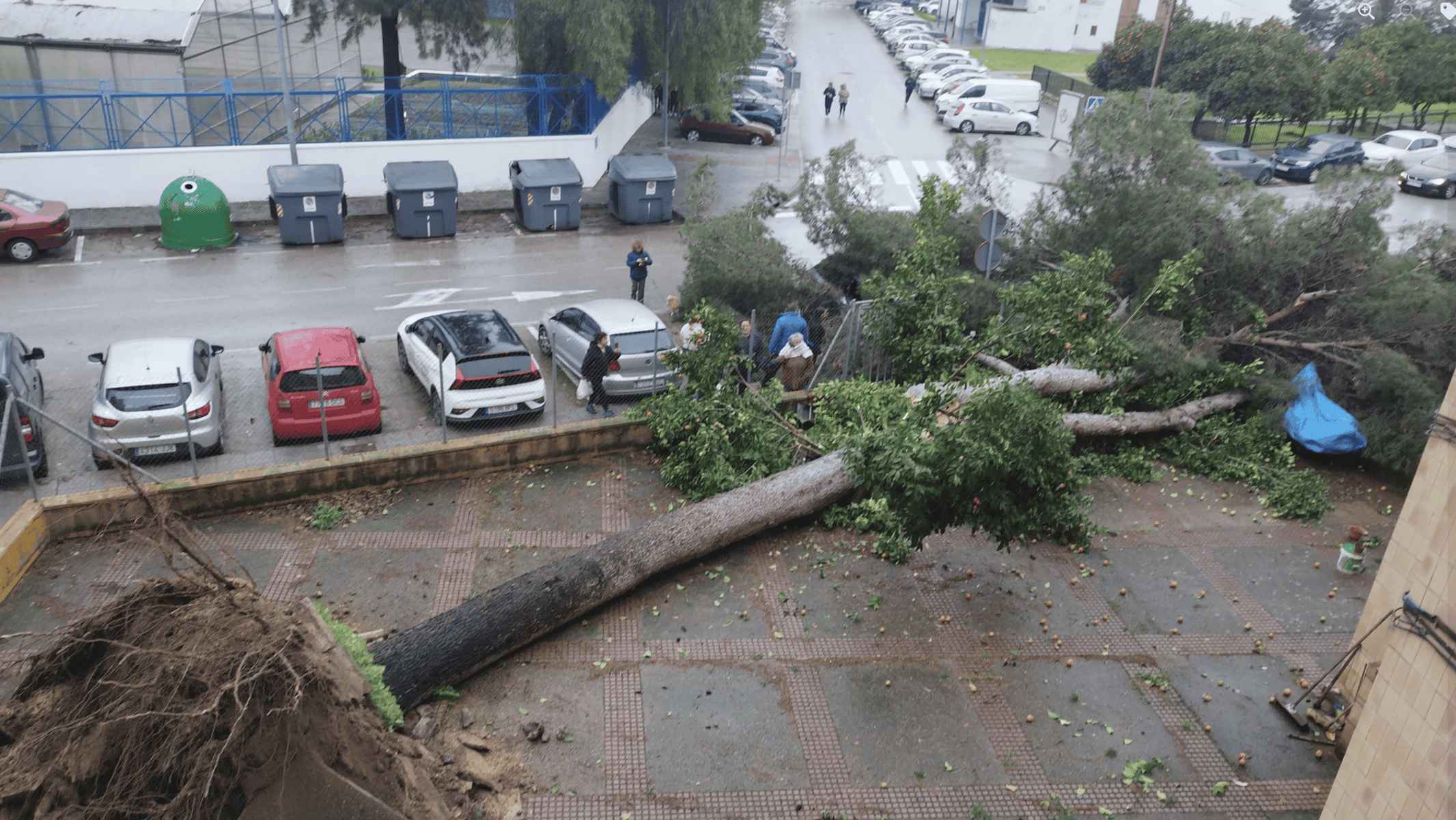 El árbol de enormes dimensiones que ha caído en La Granja por el fuerte viento. El árbol de enormes dimensiones que ha caído en La Granja por el fuerte viento.