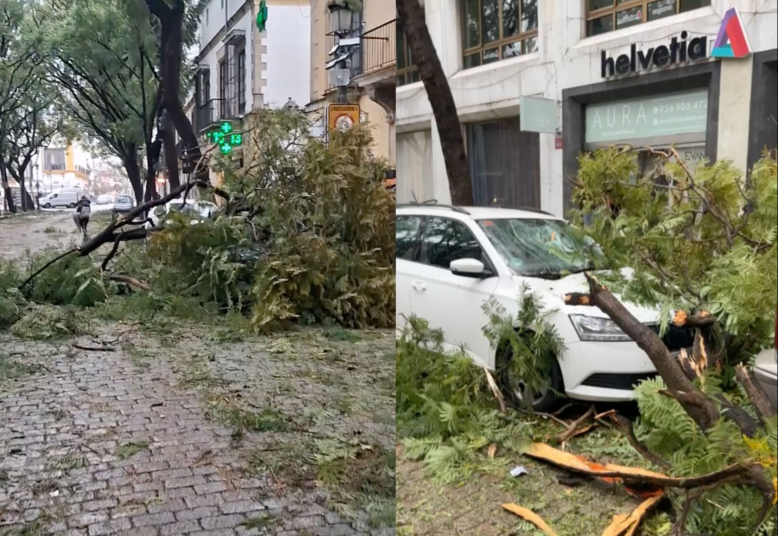 Incidencias de árboles en Porvera. Incidencias de árboles en Porvera.
