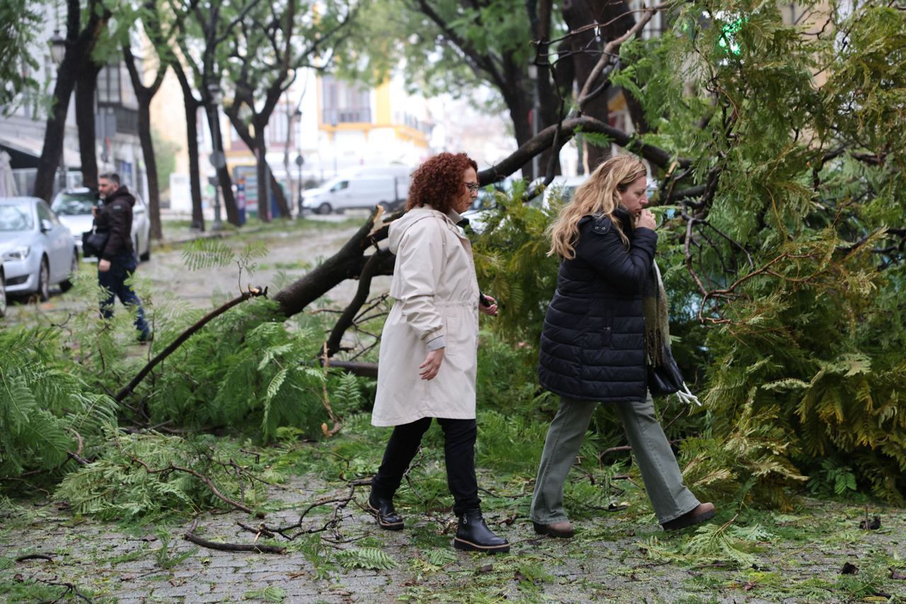 Personas pasan junto a una rama recién caída.