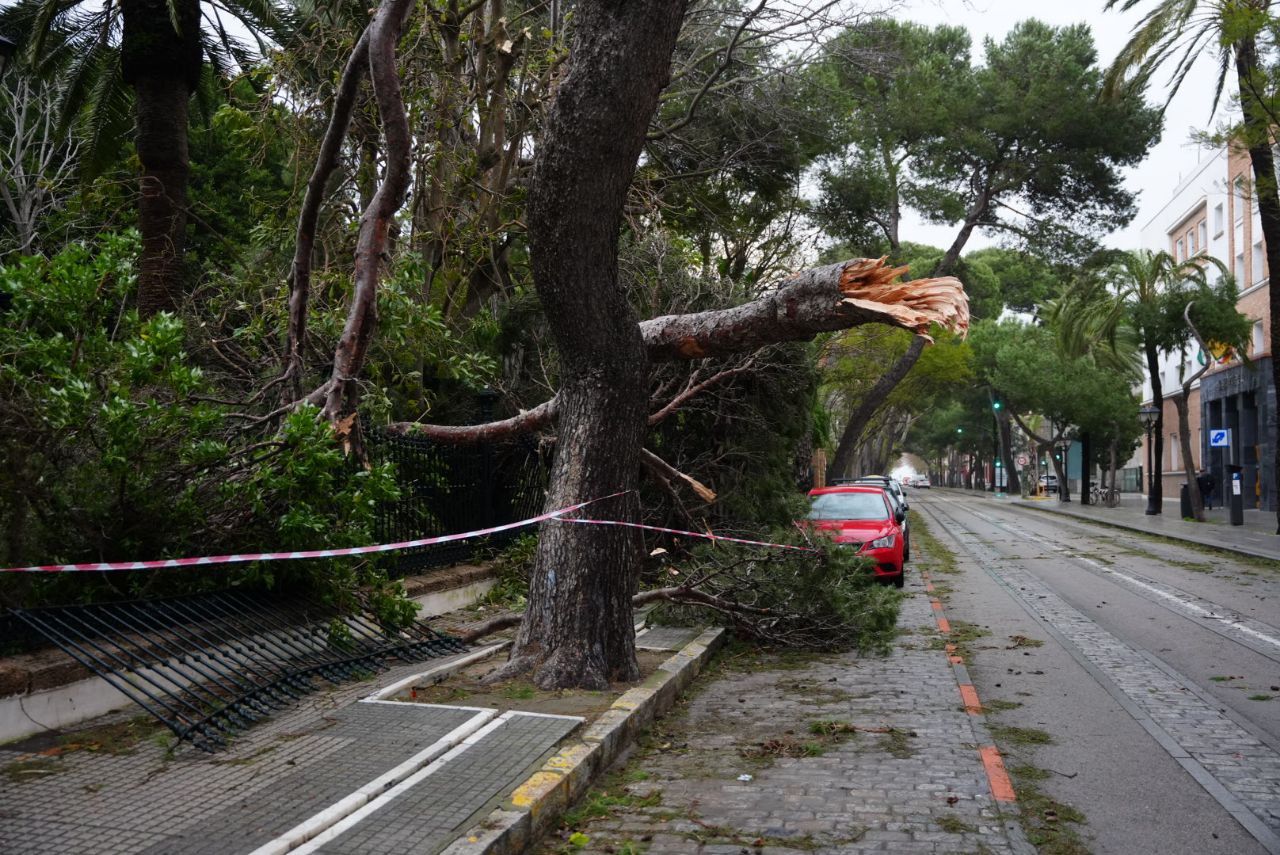 Árboles arrancados en el Parque Genovés en Cádiz.
