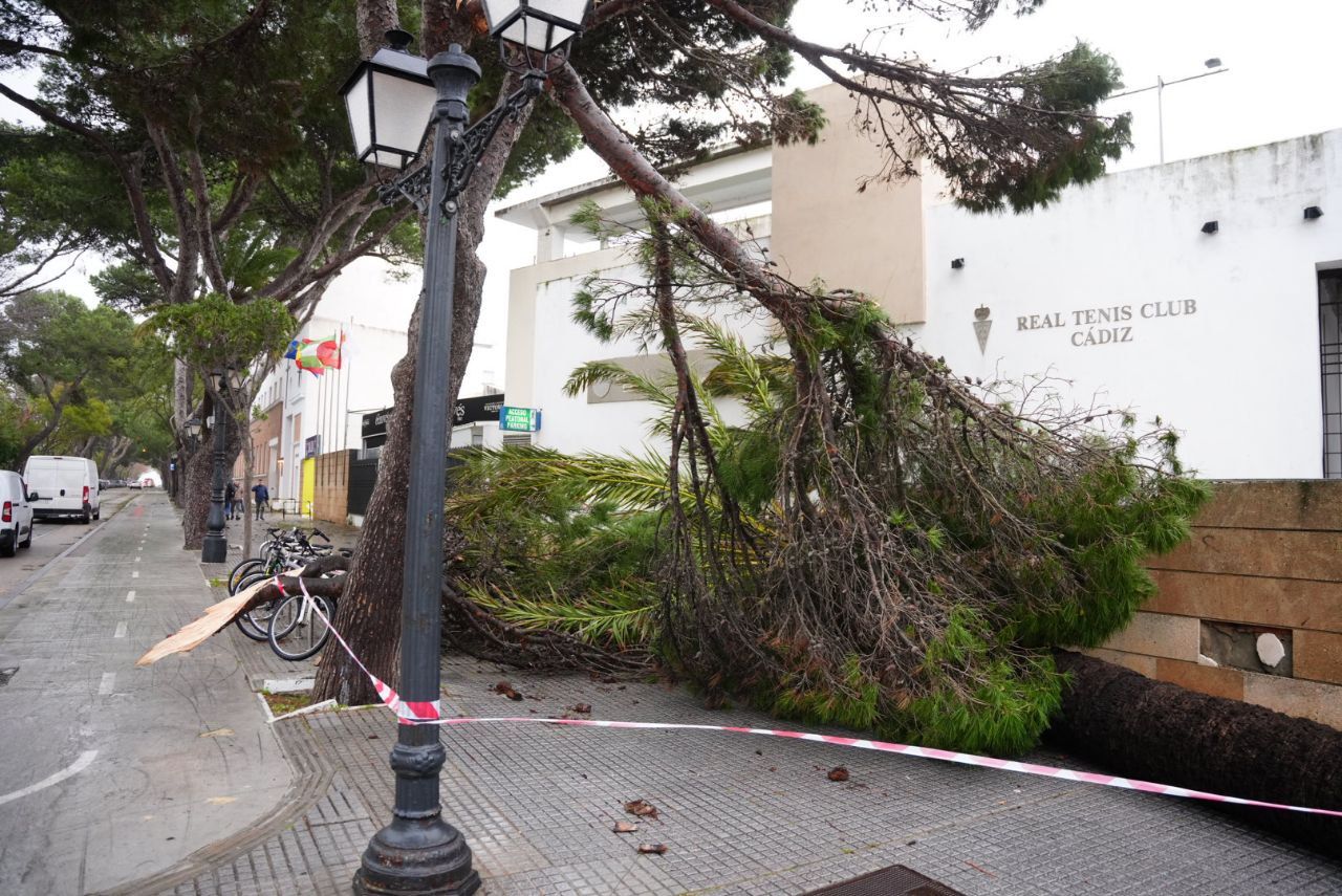 Árboles caídos en la zona del Parque Genovés.