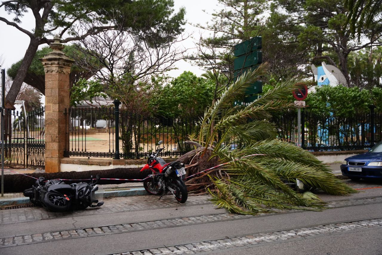 Palmera caída junto al parque Genovés