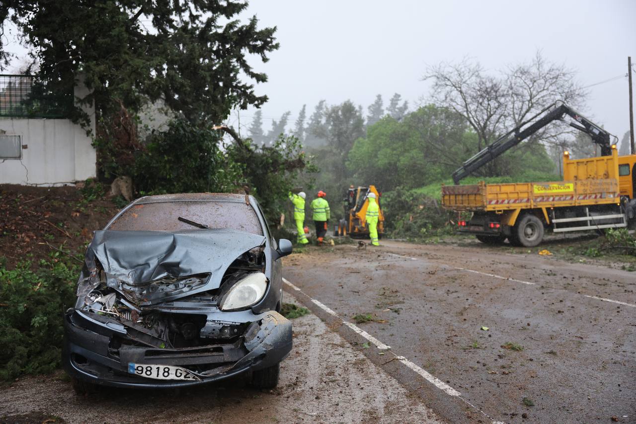 El estado del coche accidentado en la carretera A-2004, tras caerle encima un árbol. El estado del coche accidentado en la carretera A-2004, tras caerle encima un árbol.