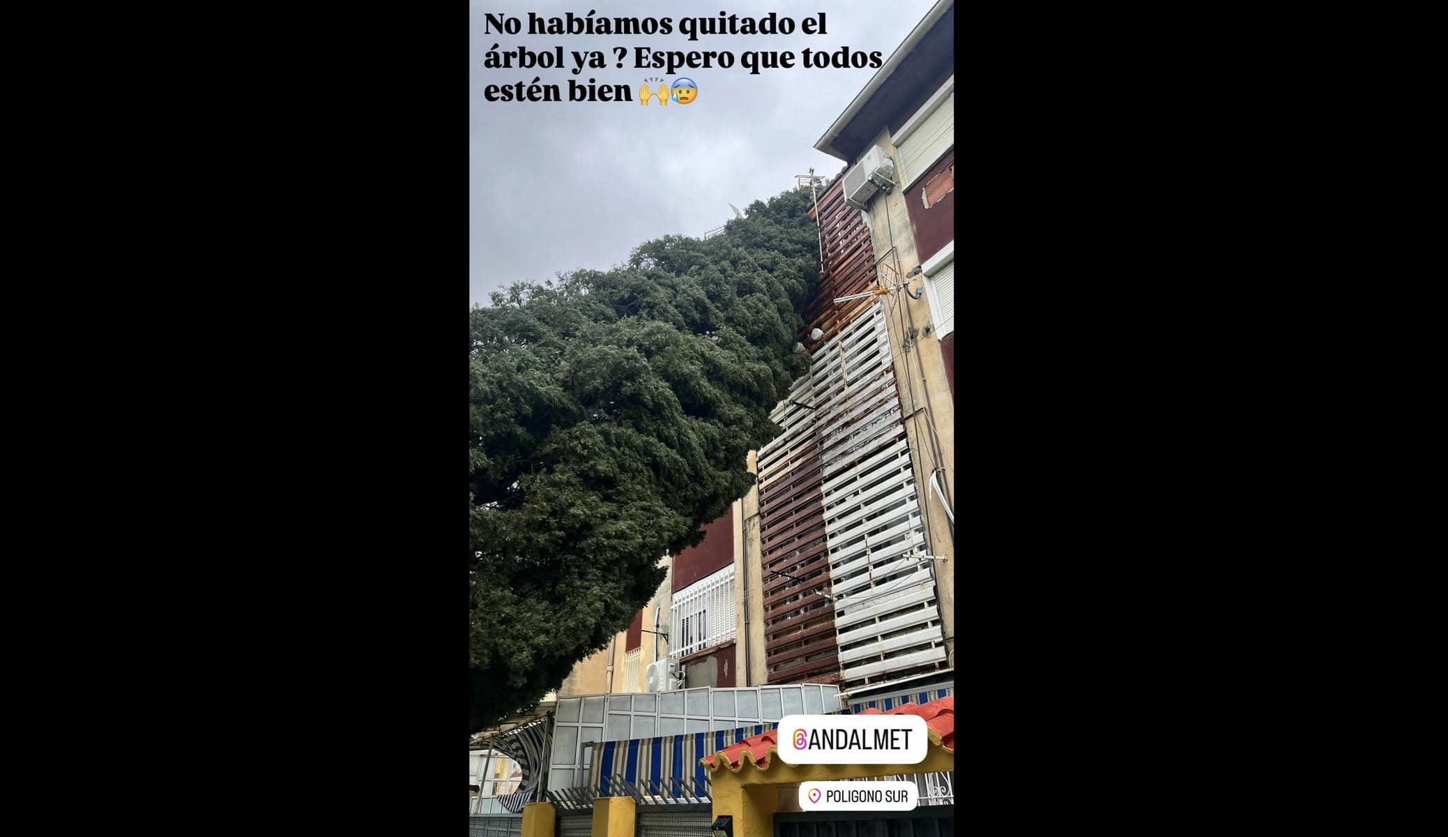 El árbol en un bloque del Polígono Sur, subida por la usuaria @albadelriooficial. El árbol en un bloque del Polígono Sur, subida por la usuaria @albadelriooficial.