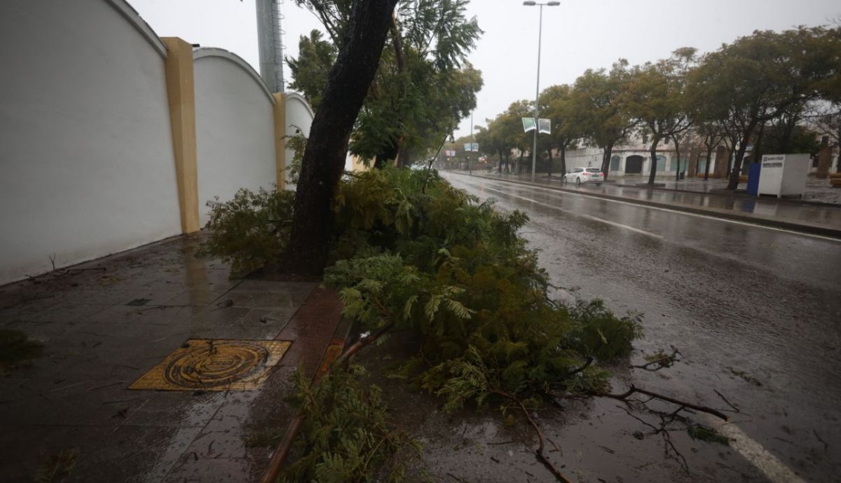 Destrozos de la borrasca en Blas Infante.