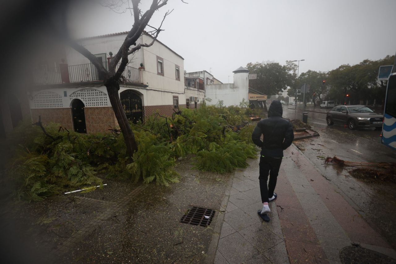 Árbol caído en la avenida Blas Infante en Jerez.