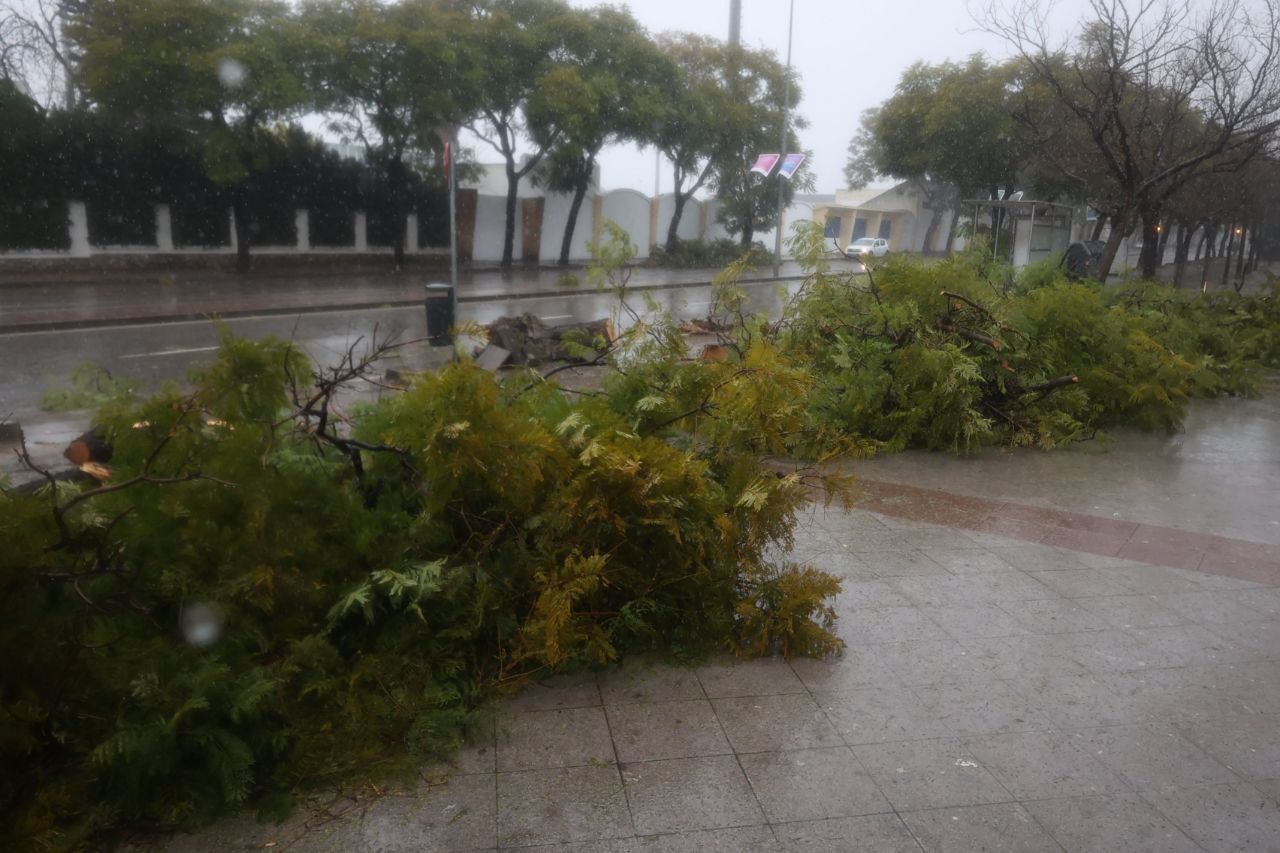 Árboles caídos por el temporal en la Avenida Blas Infante en Jerez.