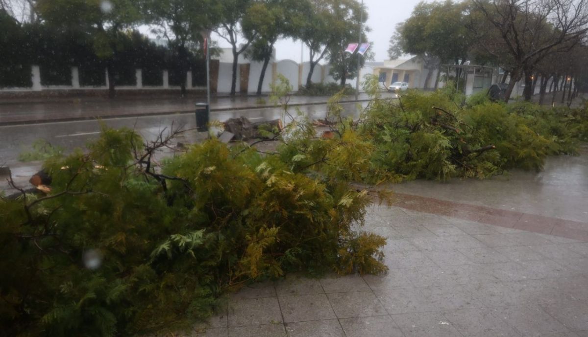 Árboles caídos por el temporal en la Avenida Blas Infante en Jerez.