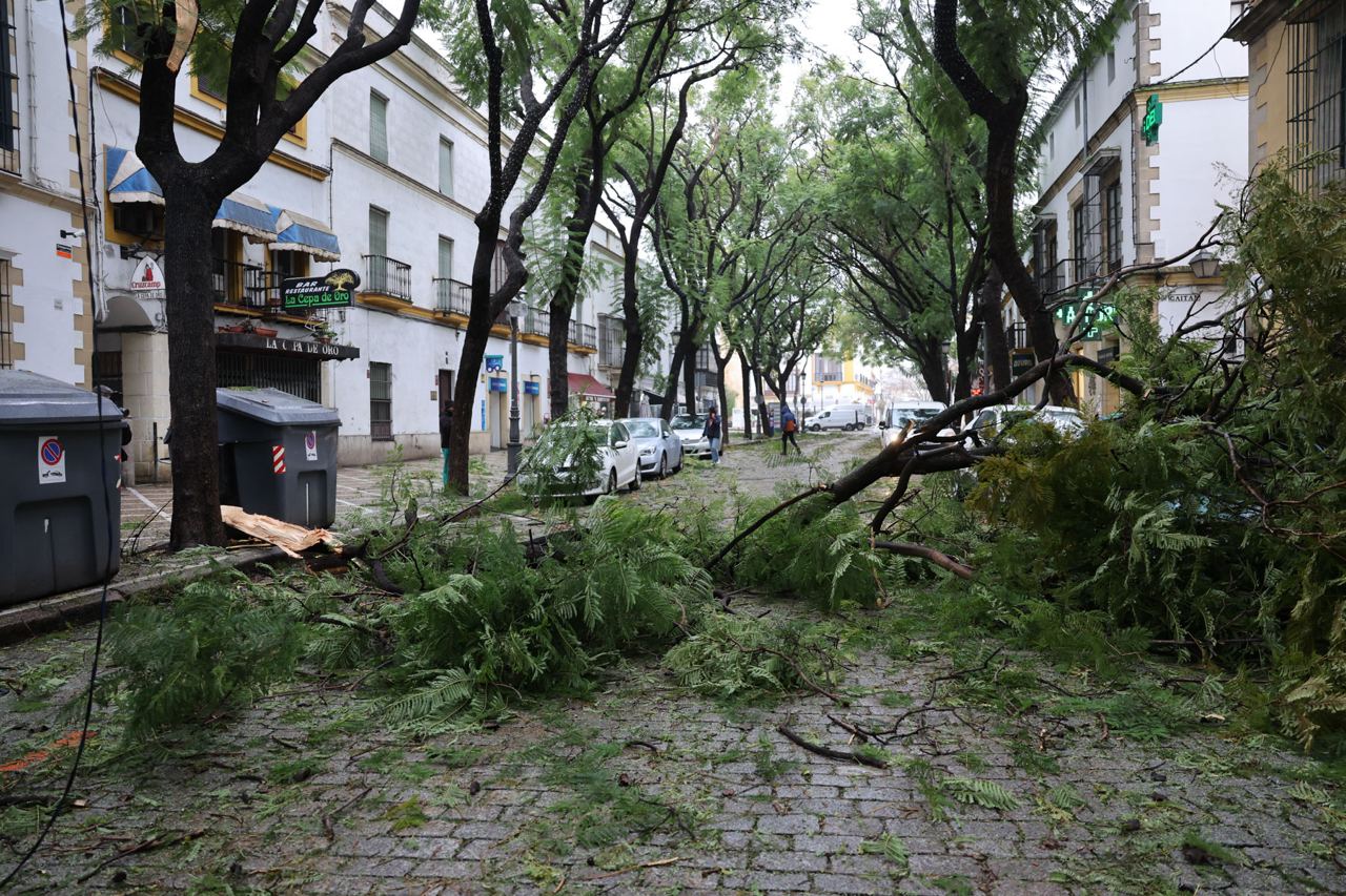 El temporal provocado por la borrasca Kristin deja importantes cortes de luz en Jerez. El temporal provocado por la borrasca Kristin deja importantes cortes de luz en Jerez.