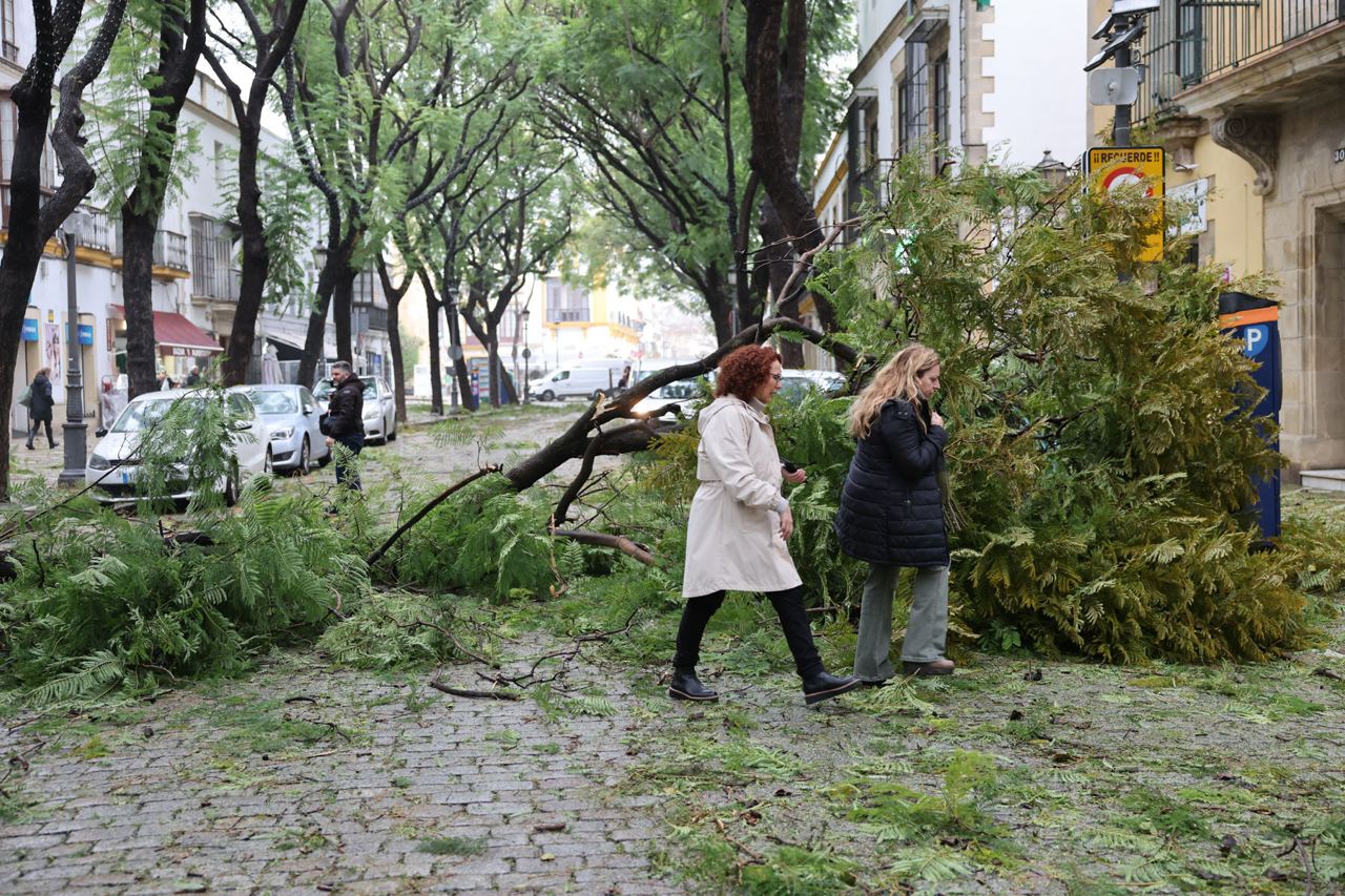 Rama caída en la calle Porvera