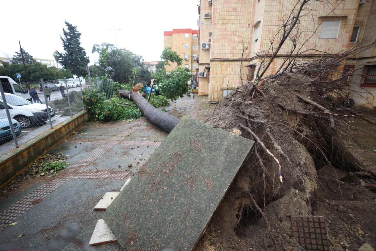 Aspecto del árbol caído en La Granja, muy cerca de viviendas.