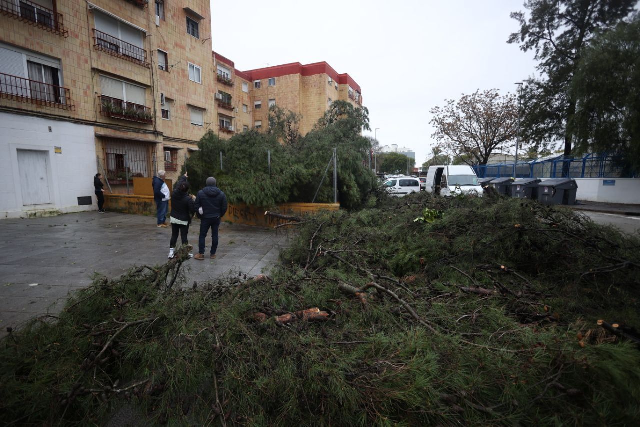 Restos del árbol caído en la barriada de La Granja de Jerez, cerca de un centro escolar.