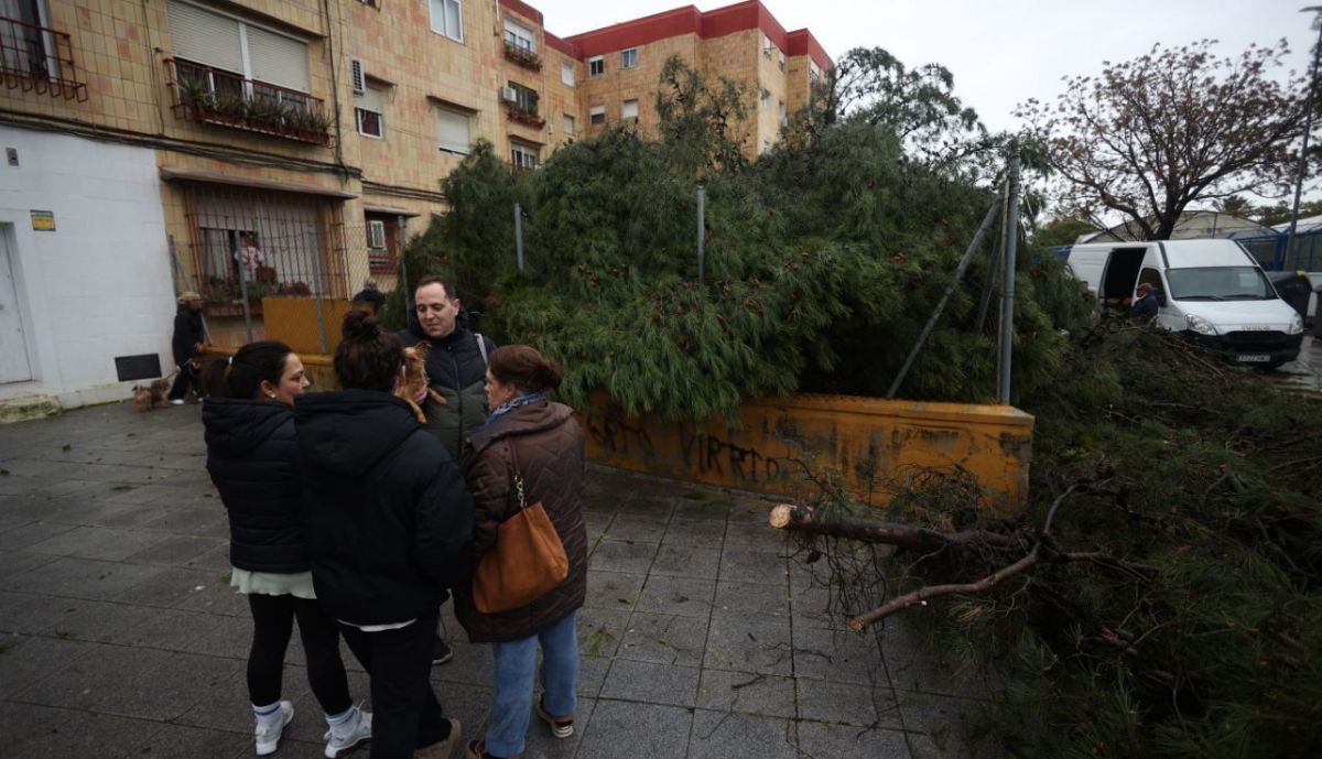 arbol caido la granja jerez borrasca kristin temporal