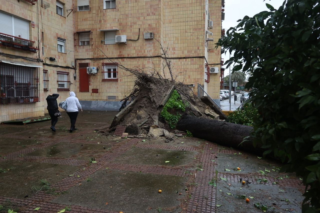 Árbol caído en La Granja en Jerez por el paso de la borrasca 'Kristin'. Árbol caído en La Granja en Jerez por el paso de la borrasca 'Kristin'.