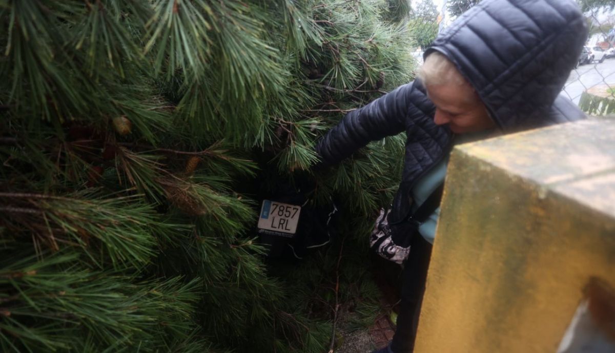 arbol caido la granja jerez borrasca kristin temporal