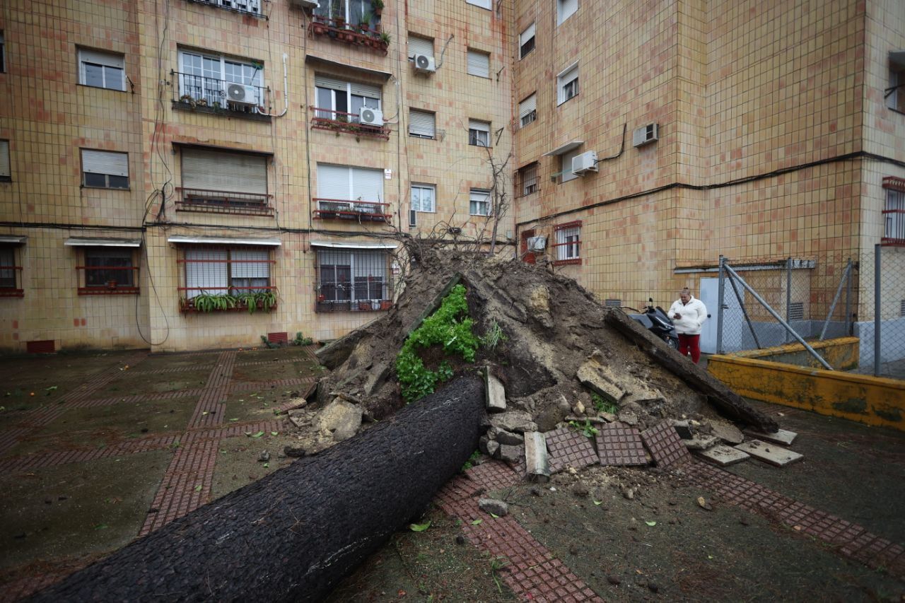 Árbol caído en la barriada de la Granja, Jerez