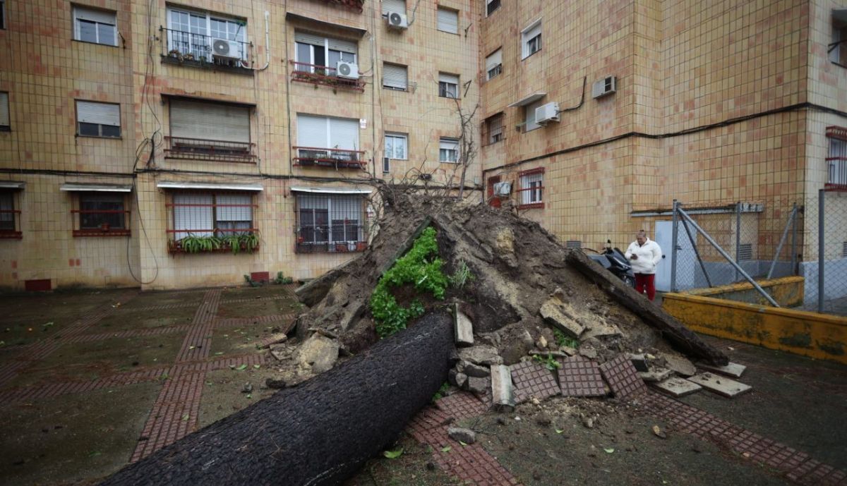 arbol caido la granja jerez borrasca kristin temporal