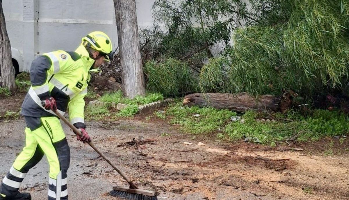 Retirada de un árbol en la avenida de la Armada en San Fernando.