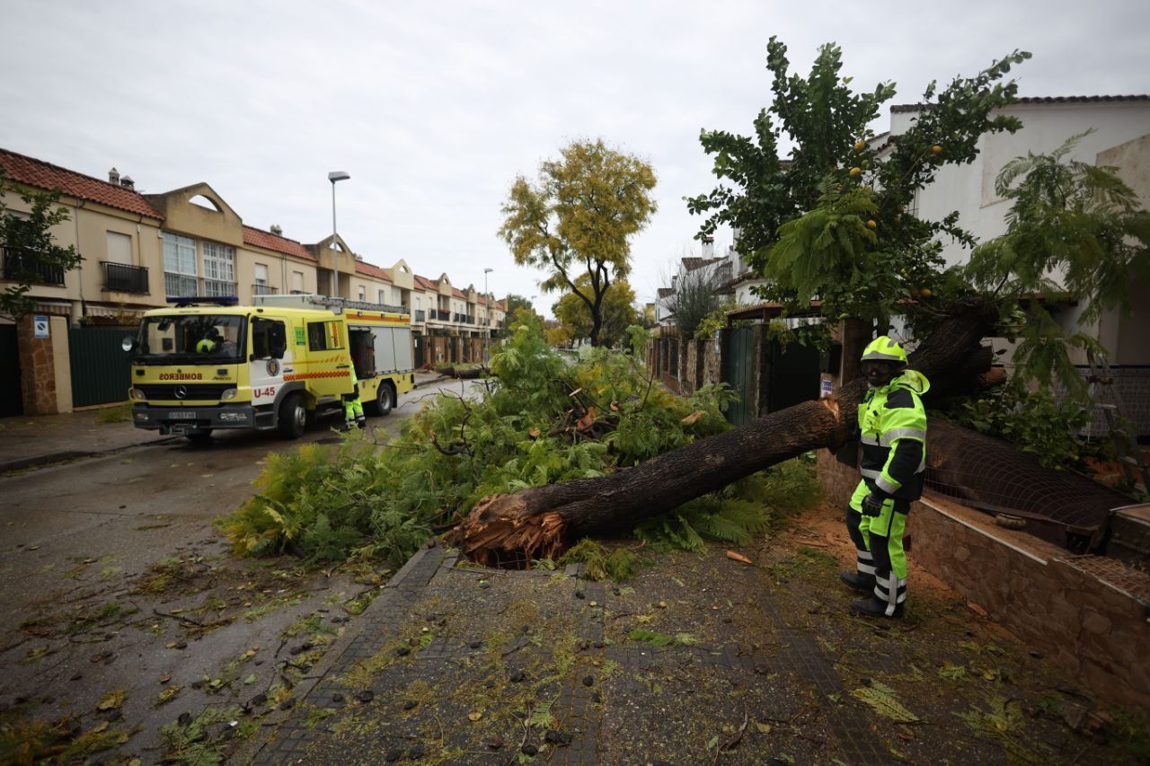 Los bomberos intervienen en la casa del Pago San José de Jerez tras la caída del árbol. Los bomberos intervienen en la casa del Pago San José de Jerez tras la caída del árbol.