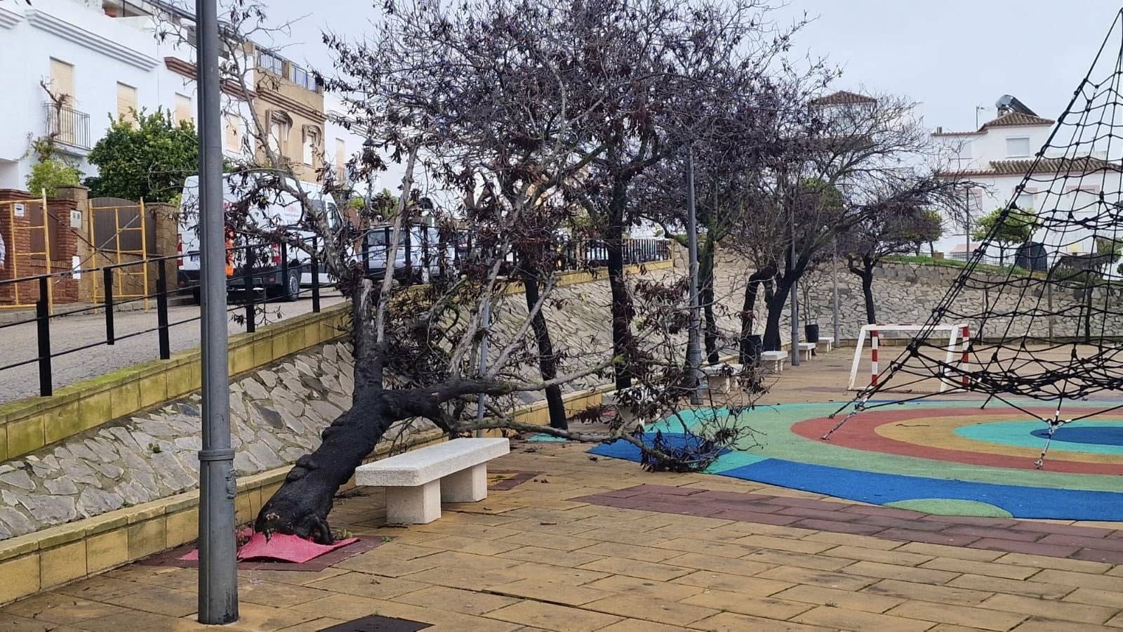 Árboles derribados en Trebujena, este miércoles, donde 'Kristin' también ha provocado un gran apagón de tres horas y media. Árboles derribados en Trebujena, este miércoles, donde 'Kristin' también ha provocado un gran apagón de tres horas y media.