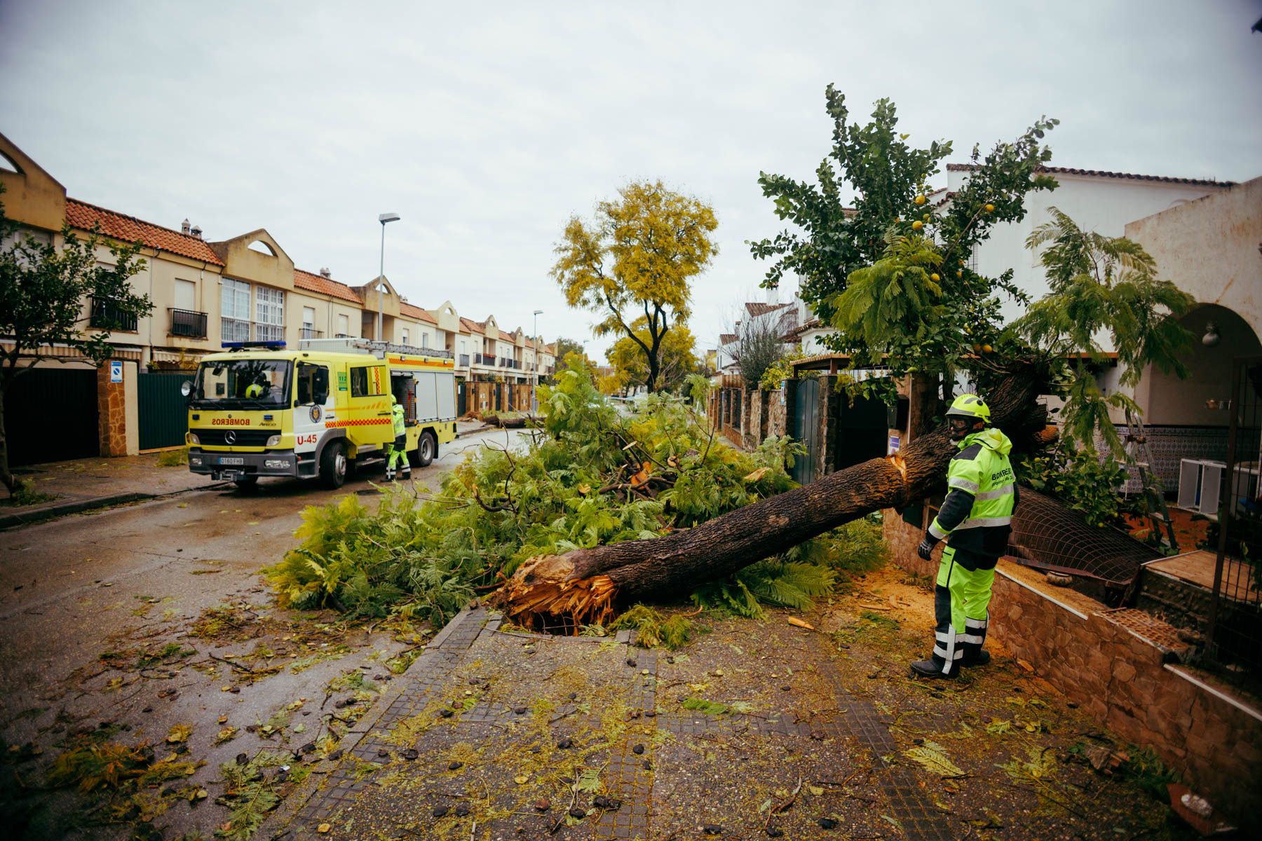 Árbol caído sobre una casa en Jerez
