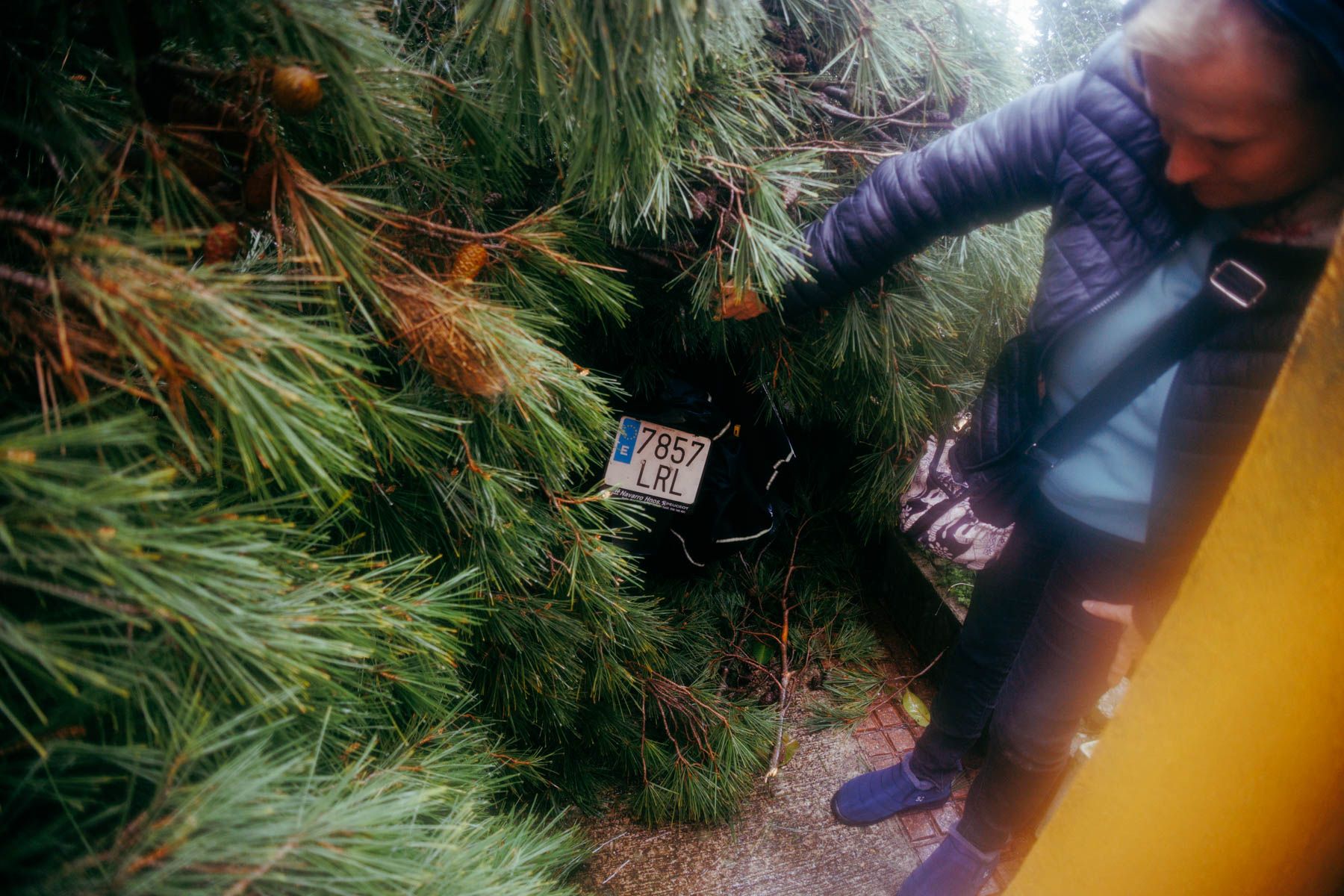 Una moto bajo un pino ciado