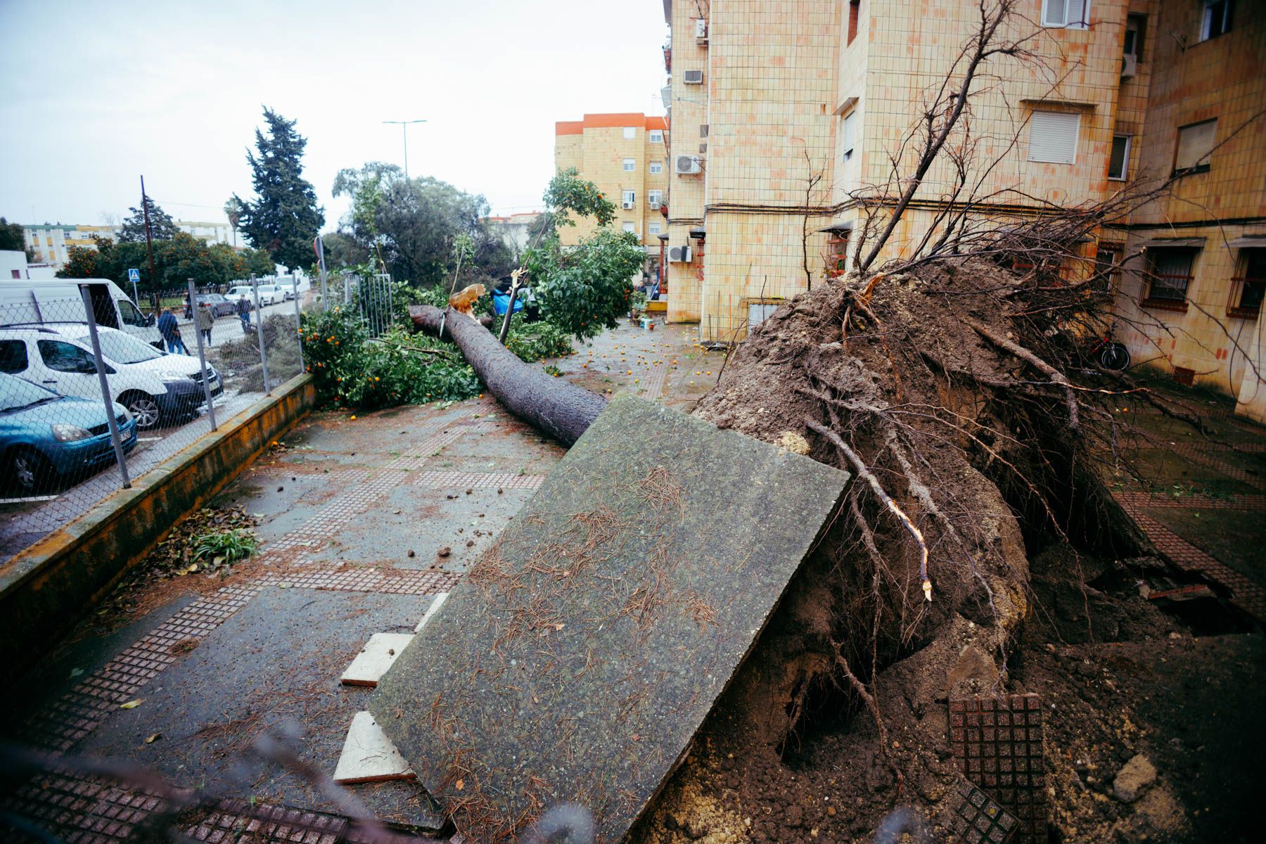 Árbol caído en la barriada de la Granja, Jerez
