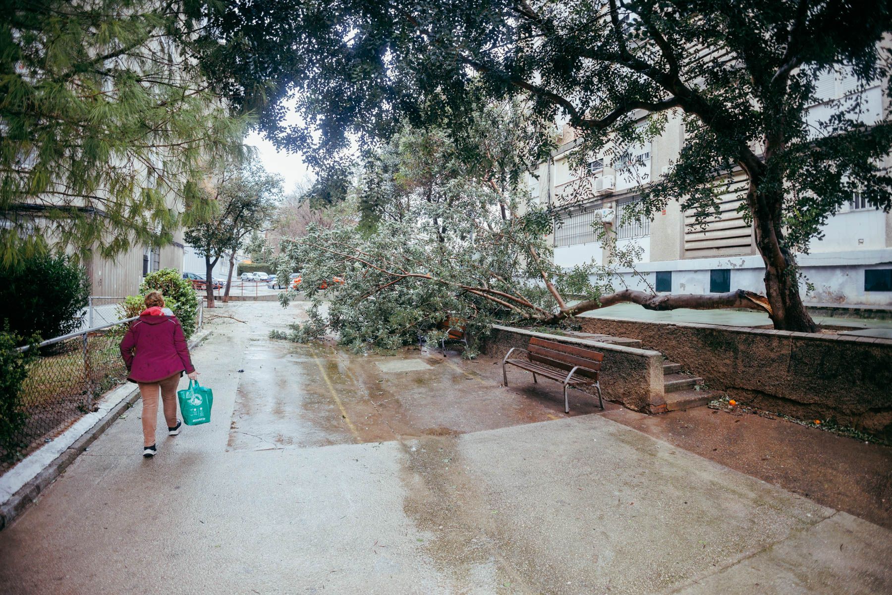 Ramas caídas en la barriada de las Torres en Jerez de la Frontera