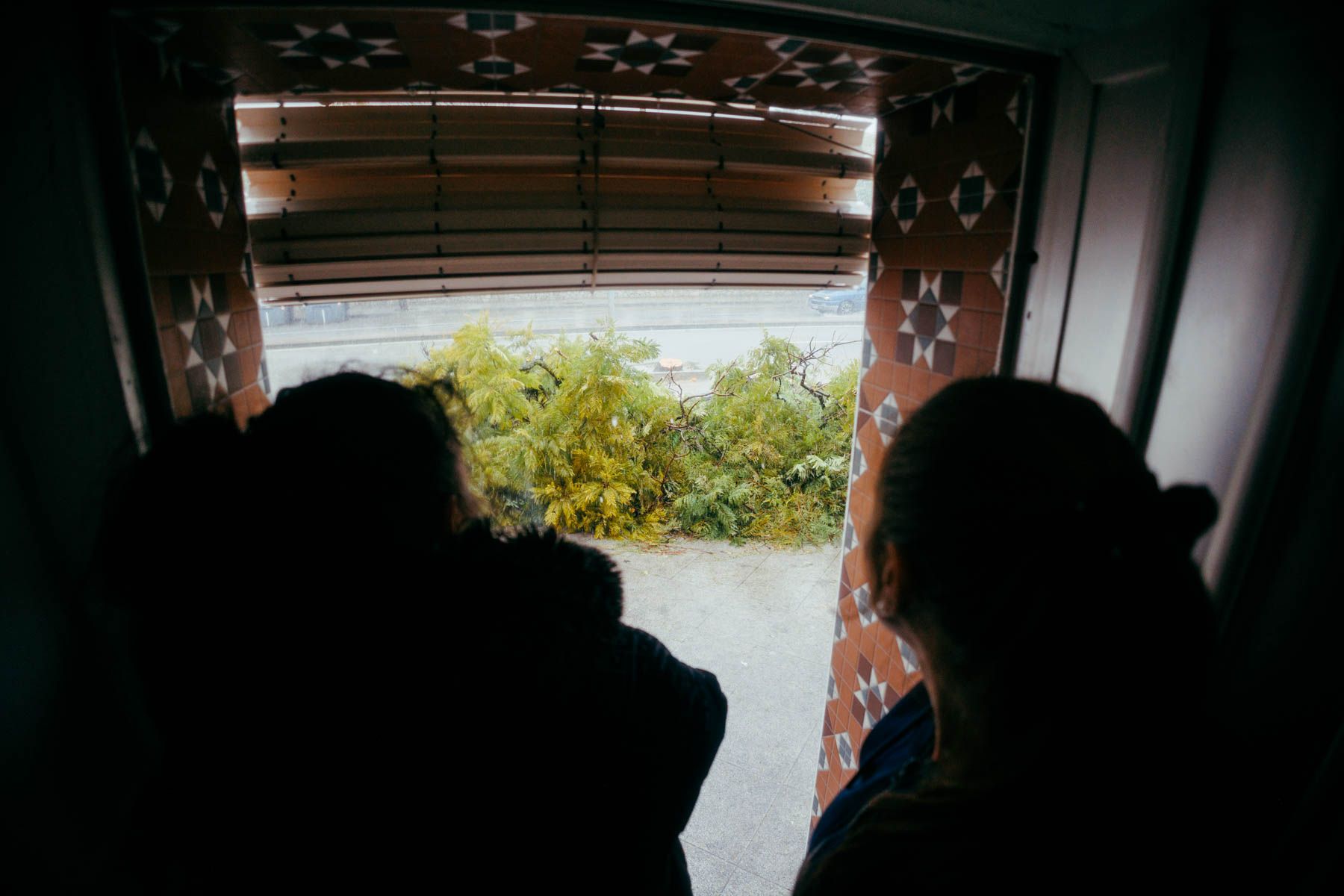 Árbol caído frente a una casa en la avenida Blas infante