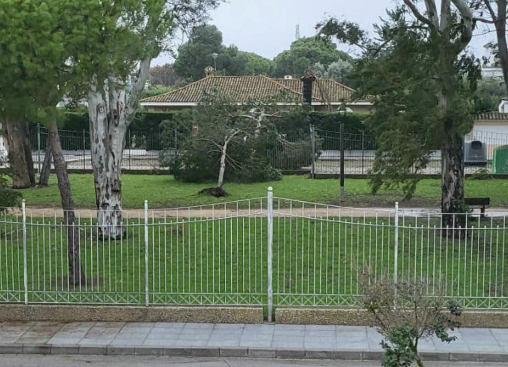 Eucalipto tumbado en Valdelagrana. Eucalipto tumbado en Valdelagrana.