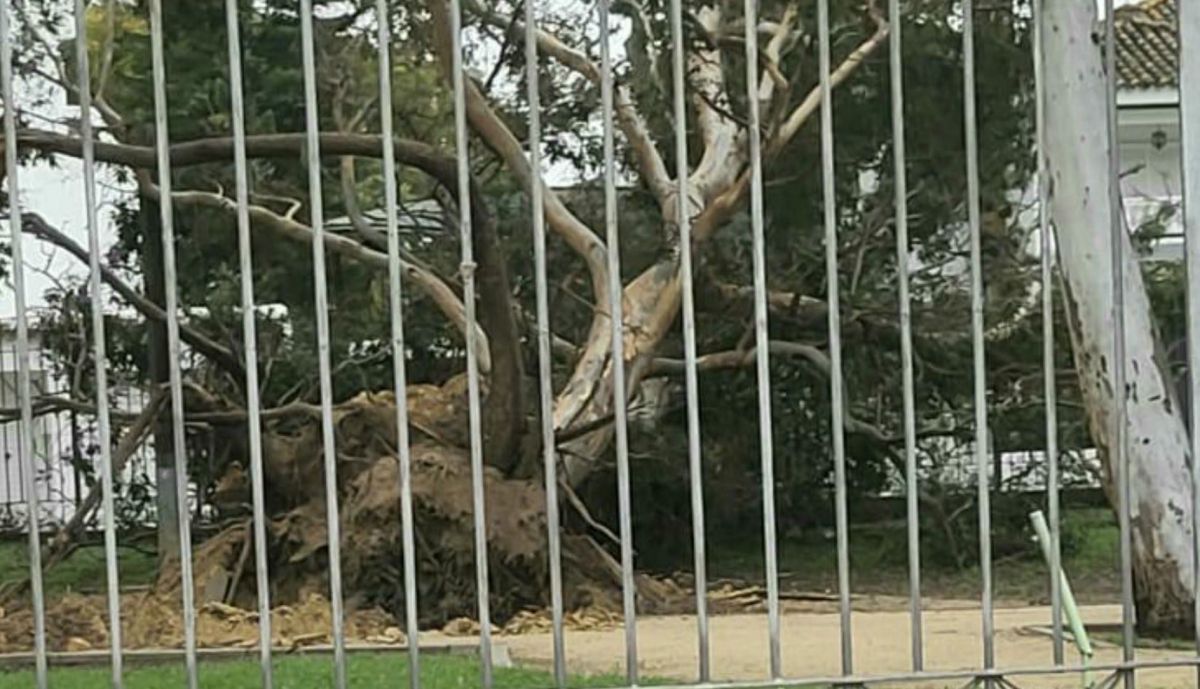 El eucalipto caído en una de las entradas del parque.