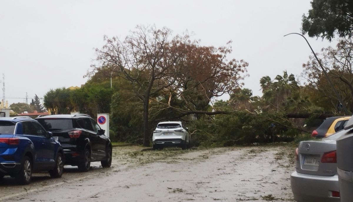 Árbol caído en la zona de El Ancla.