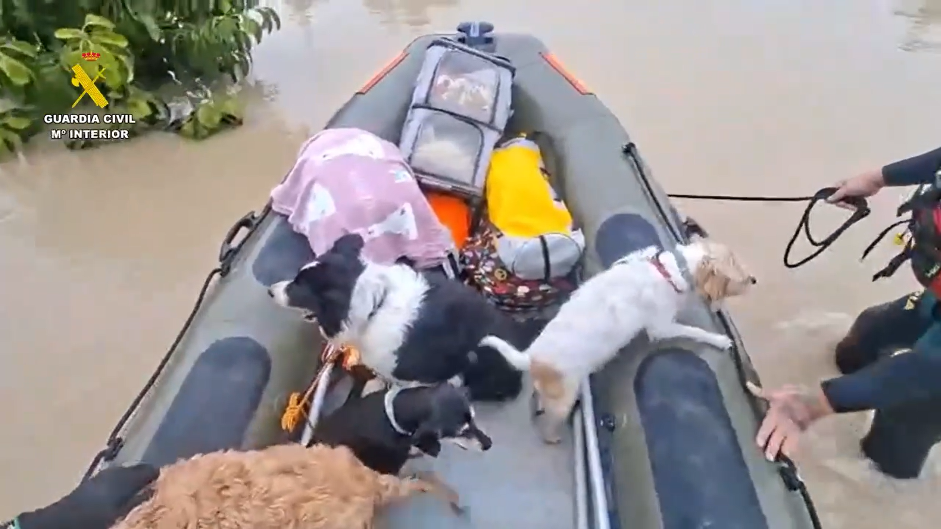 Rescate de animales. Rescate de animales.