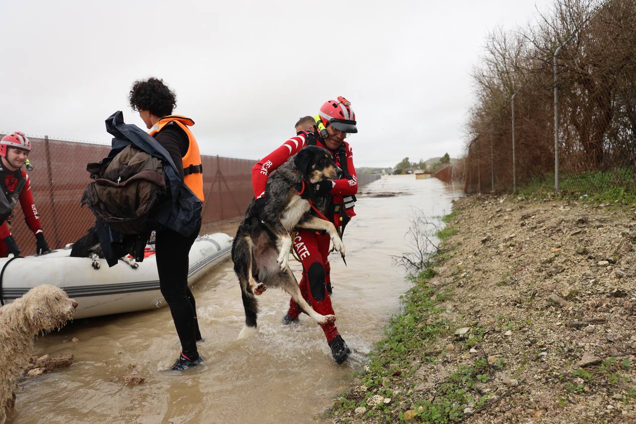 El rescate de los tres perros de Loli en Las Pachecas.