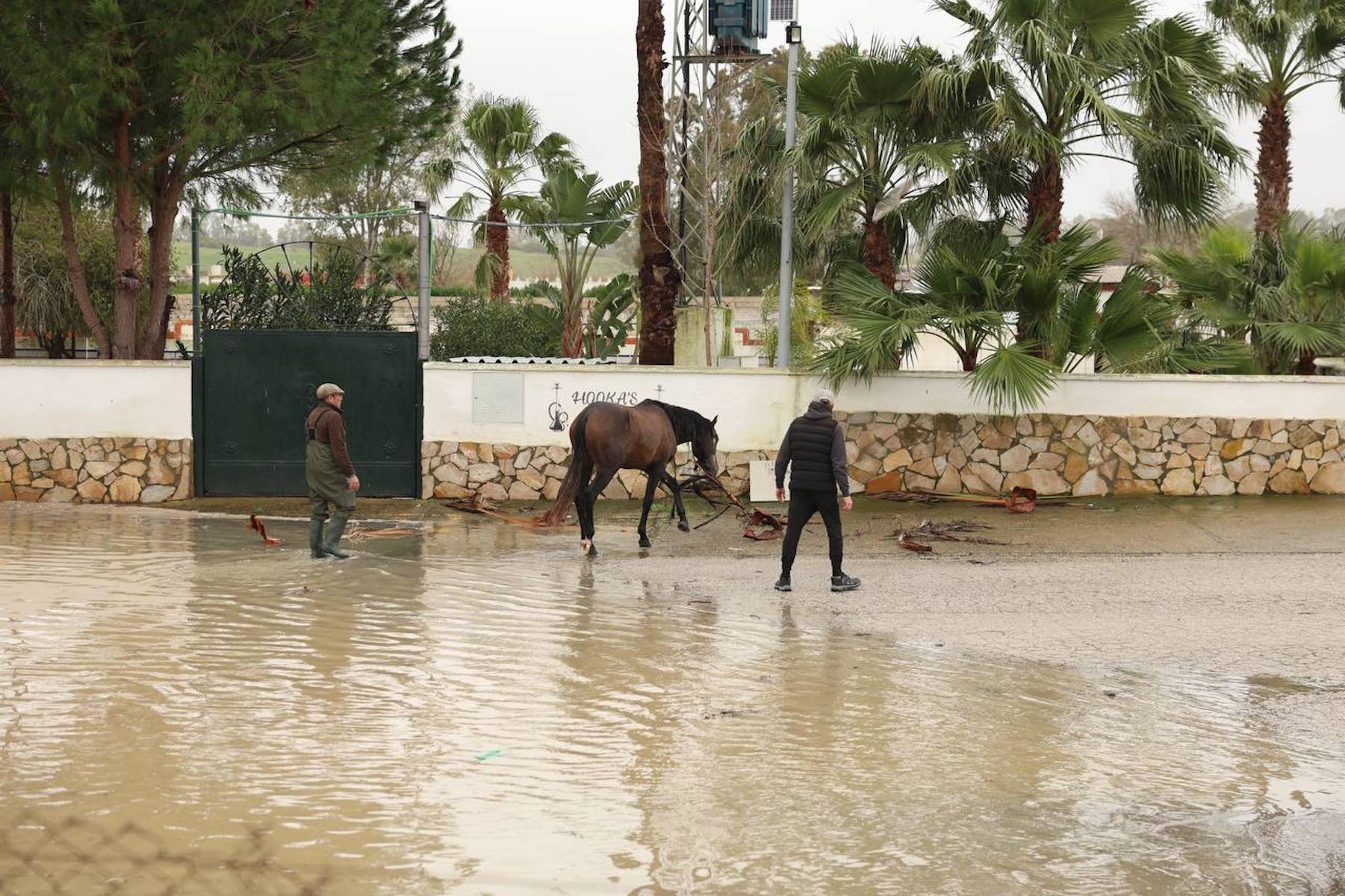 La evacuación de un caballo en la barriada rural de Las Pachecas, en Jerez, por la crecida del Guadalete.