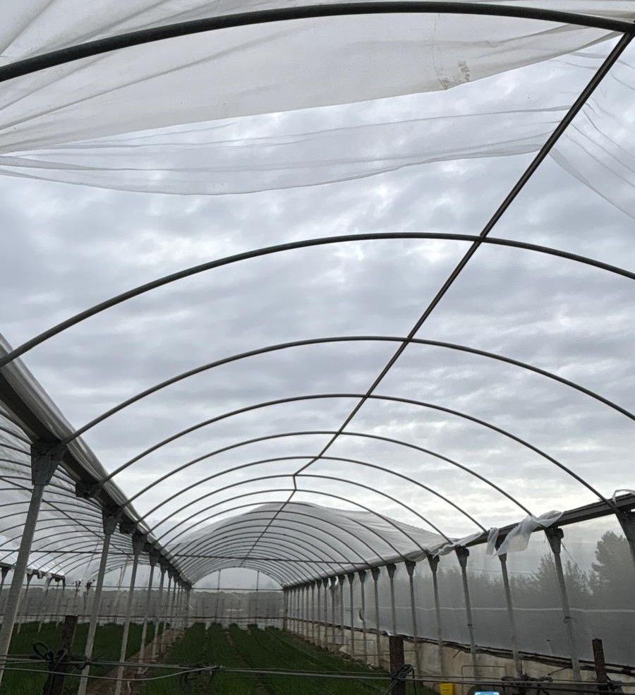 Así ha quedado el invernadero de Nieves, la agricultora de Lebrija que lo ha perdido todo por segunda vez. Así ha quedado el invernadero de Nieves, la agricultora de Lebrija que lo ha perdido todo por segunda vez.