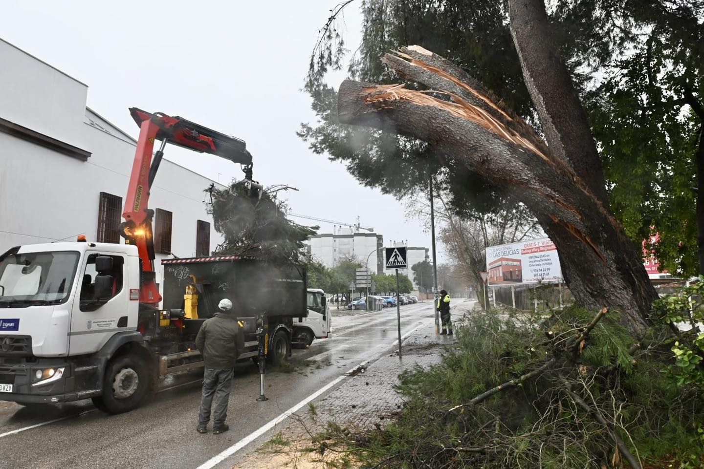 Intervenciones tras la caída de árboles en Jerez.