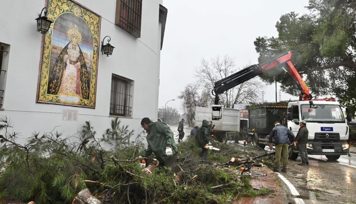 'Kristin' arranca árboles en Jerez.