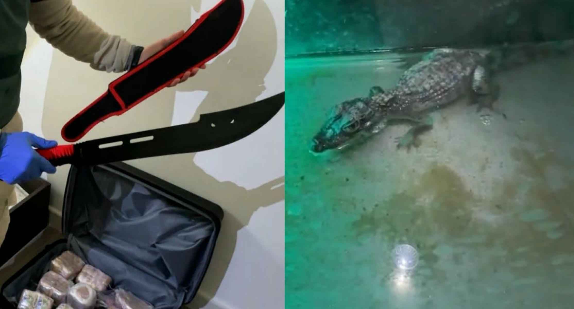 Armas y material encontrado, junto al caimán. Armas y material encontrado, junto al caimán.