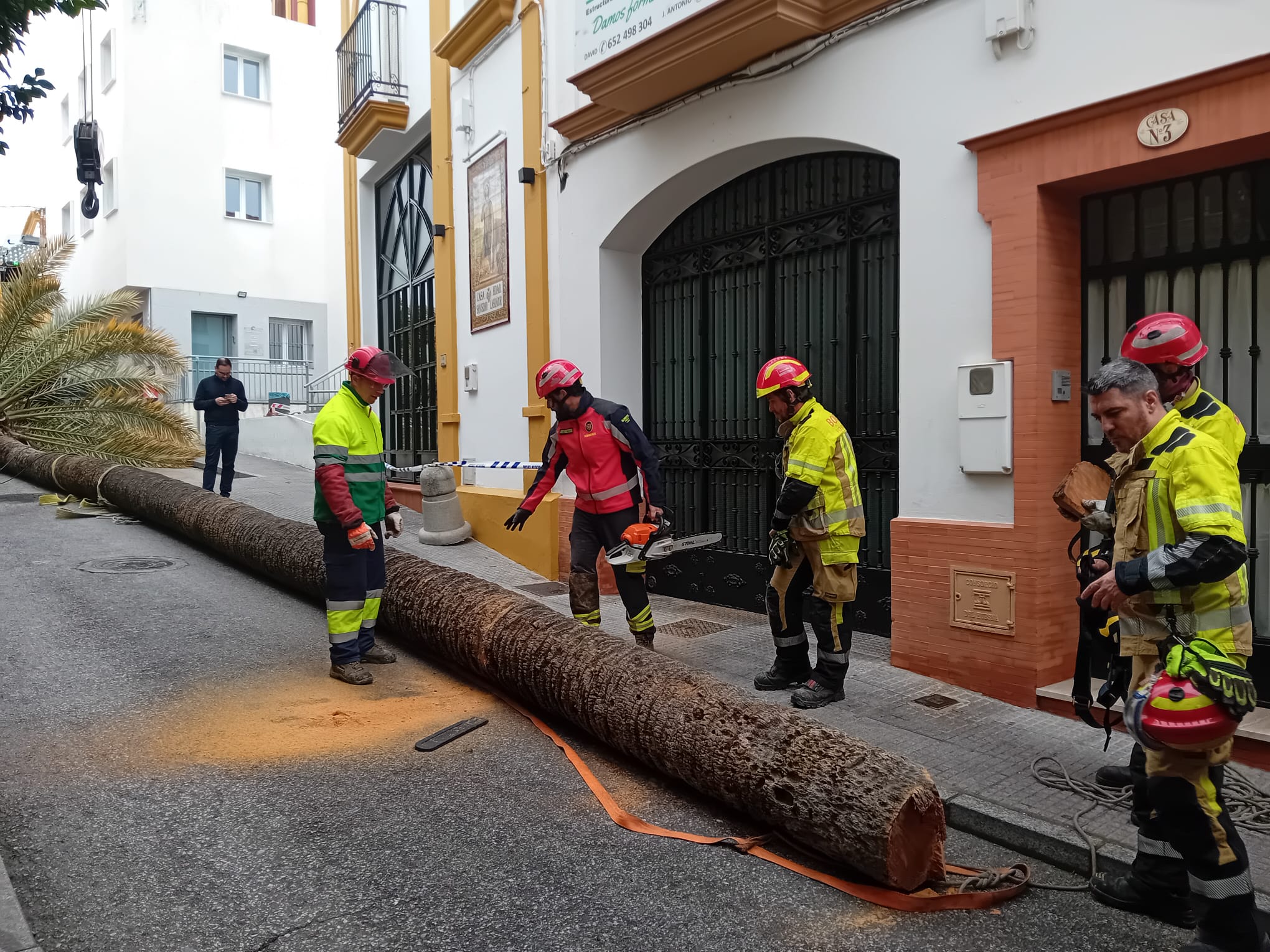 La histórica palmera de Los Palacios y Villafranca, vencida al fin tras casi un siglo de historia. La histórica palmera de Los Palacios y Villafranca, vencida al fin tras casi un siglo de historia.