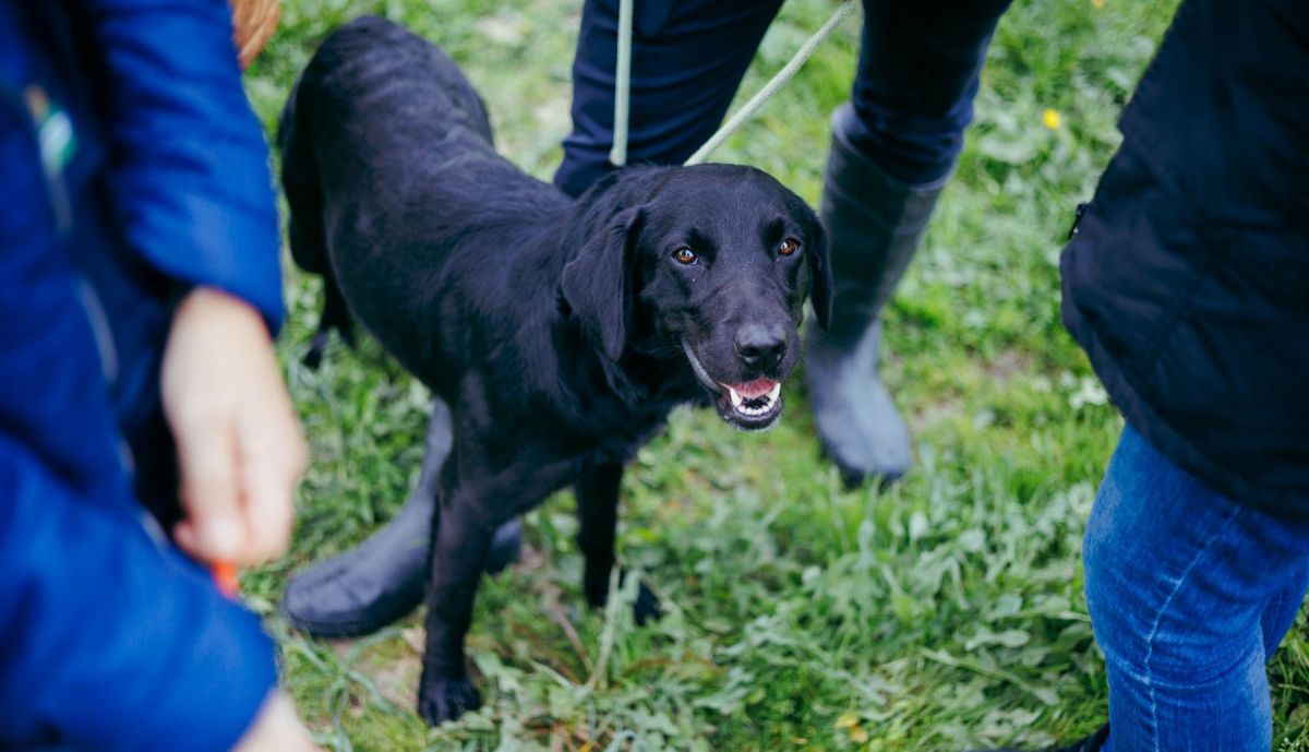 Uno de los perros rescatados en lanchas por la Guardia Civil y la Cruz Roja.