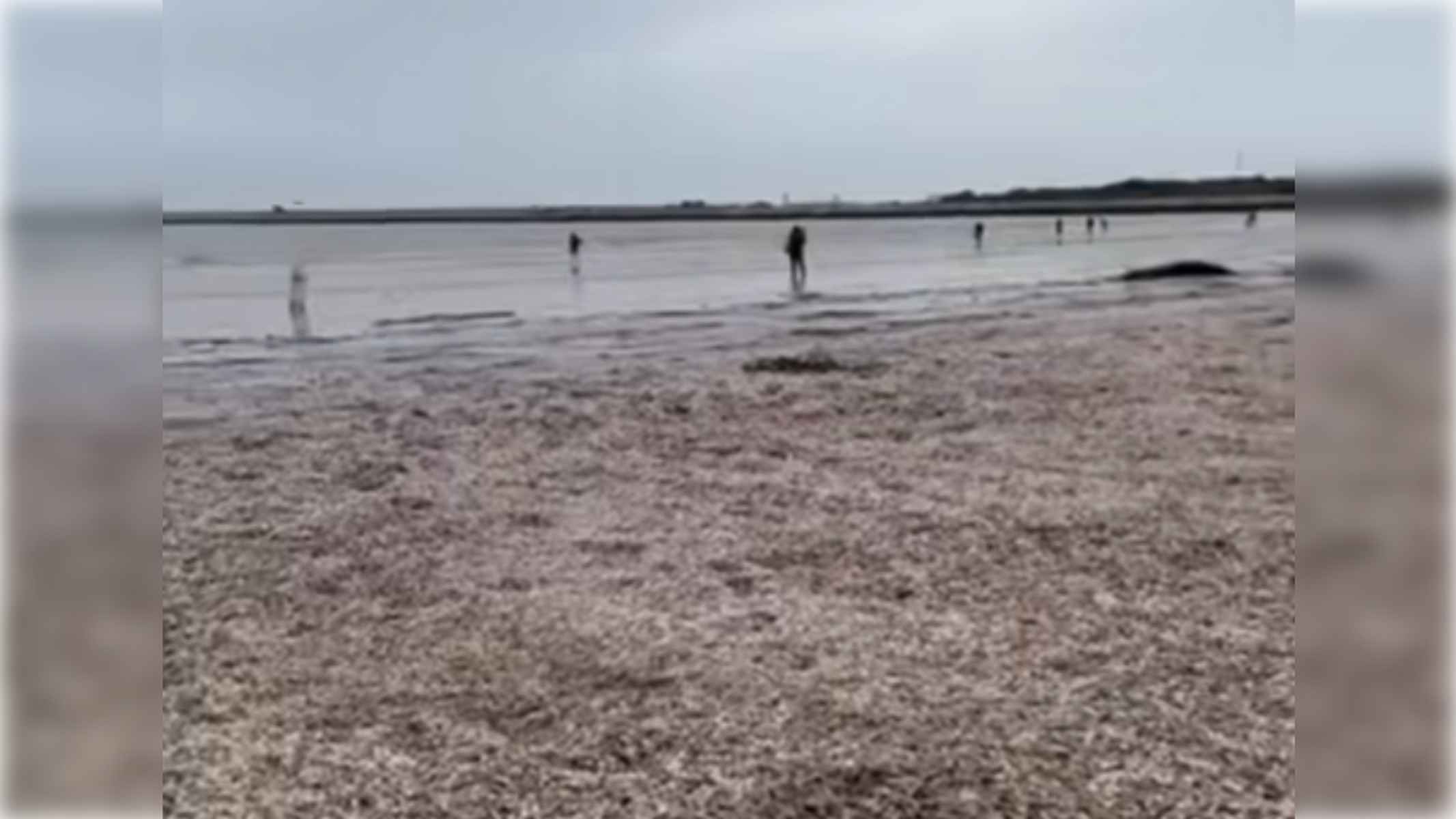 La impactante imagen de la playa de Valdelagrana con miles de moluscos La impactante imagen de la playa de Valdelagrana con miles de moluscos